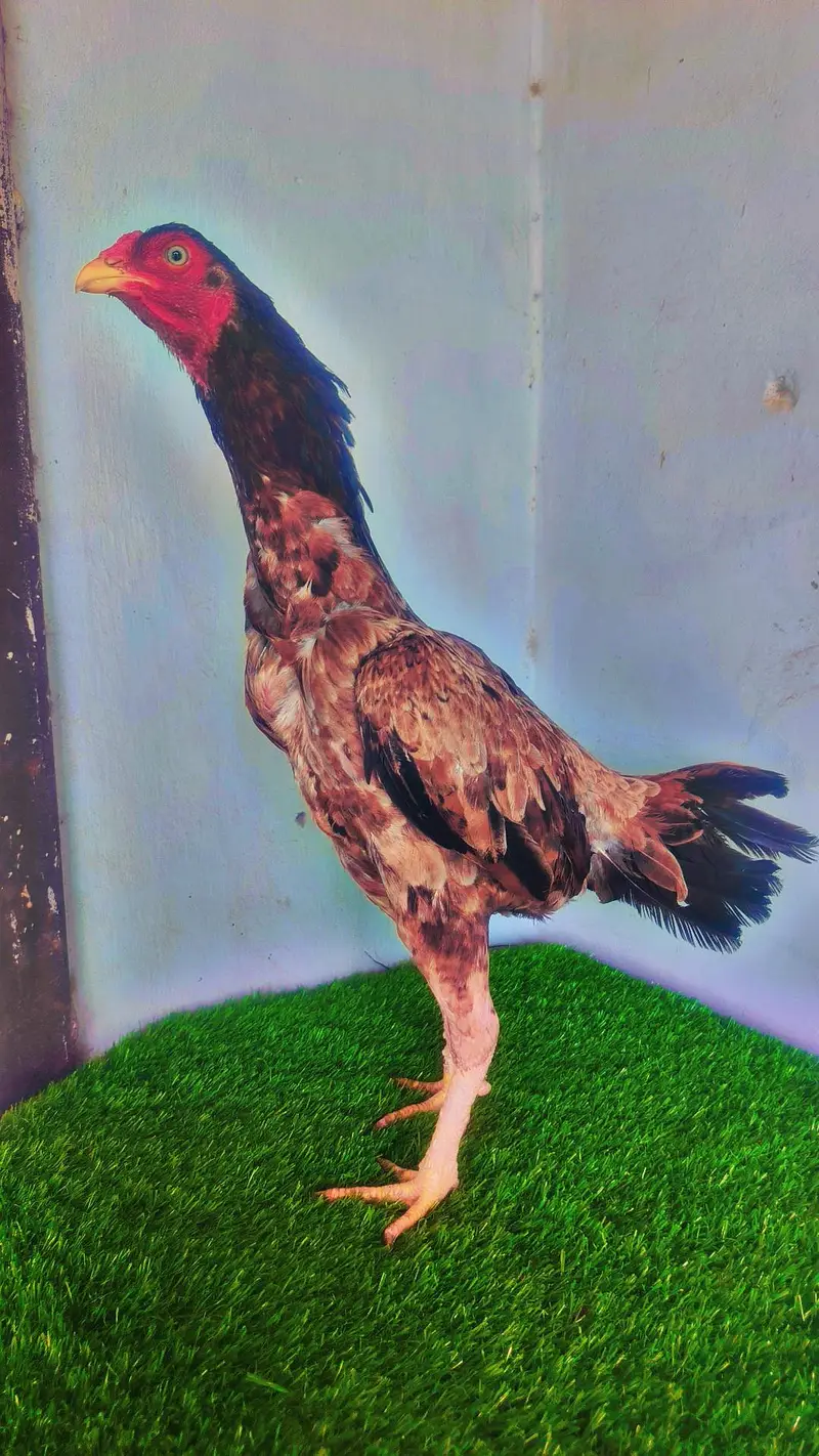 Top quality Aseel Bird / Mianwali Aseel/ Merthe Asel / Band gaddi Asel — photo 7