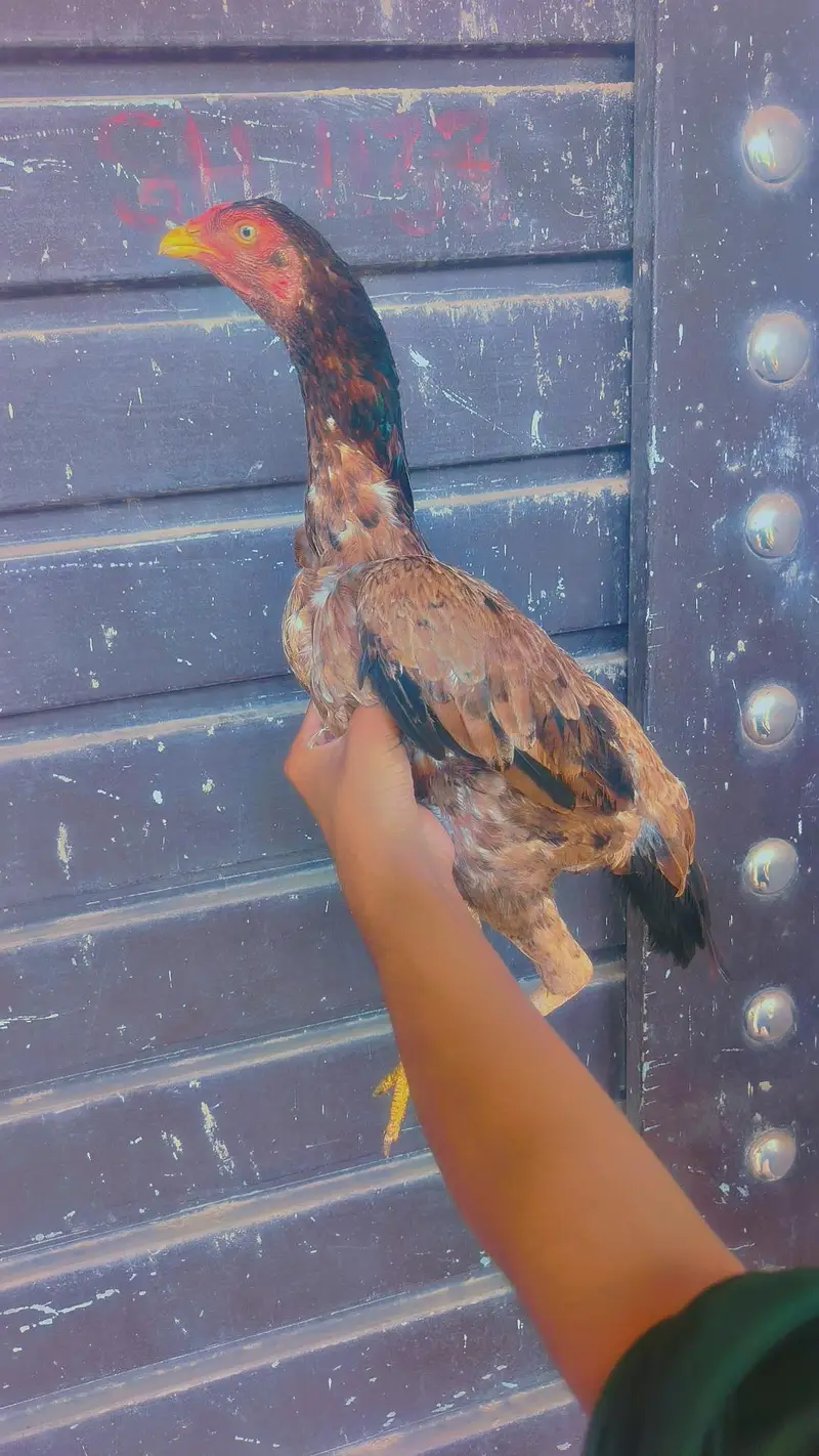 Top quality Aseel Bird / Mianwali Aseel/ Merthe Asel / Band gaddi Asel — photo 8