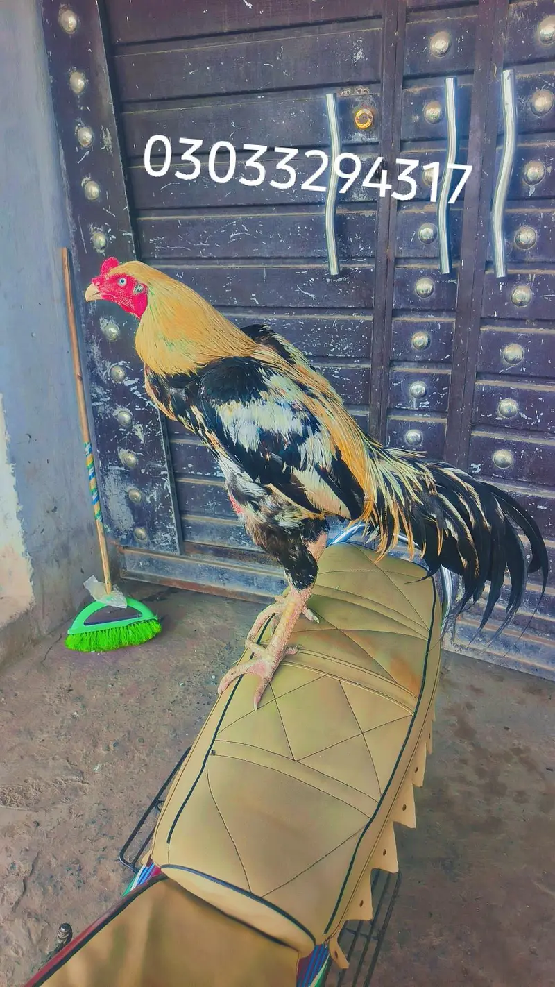 Top quality Aseel Bird / Mianwali Aseel/ Merthe Asel / Band gaddi Asel — photo 9