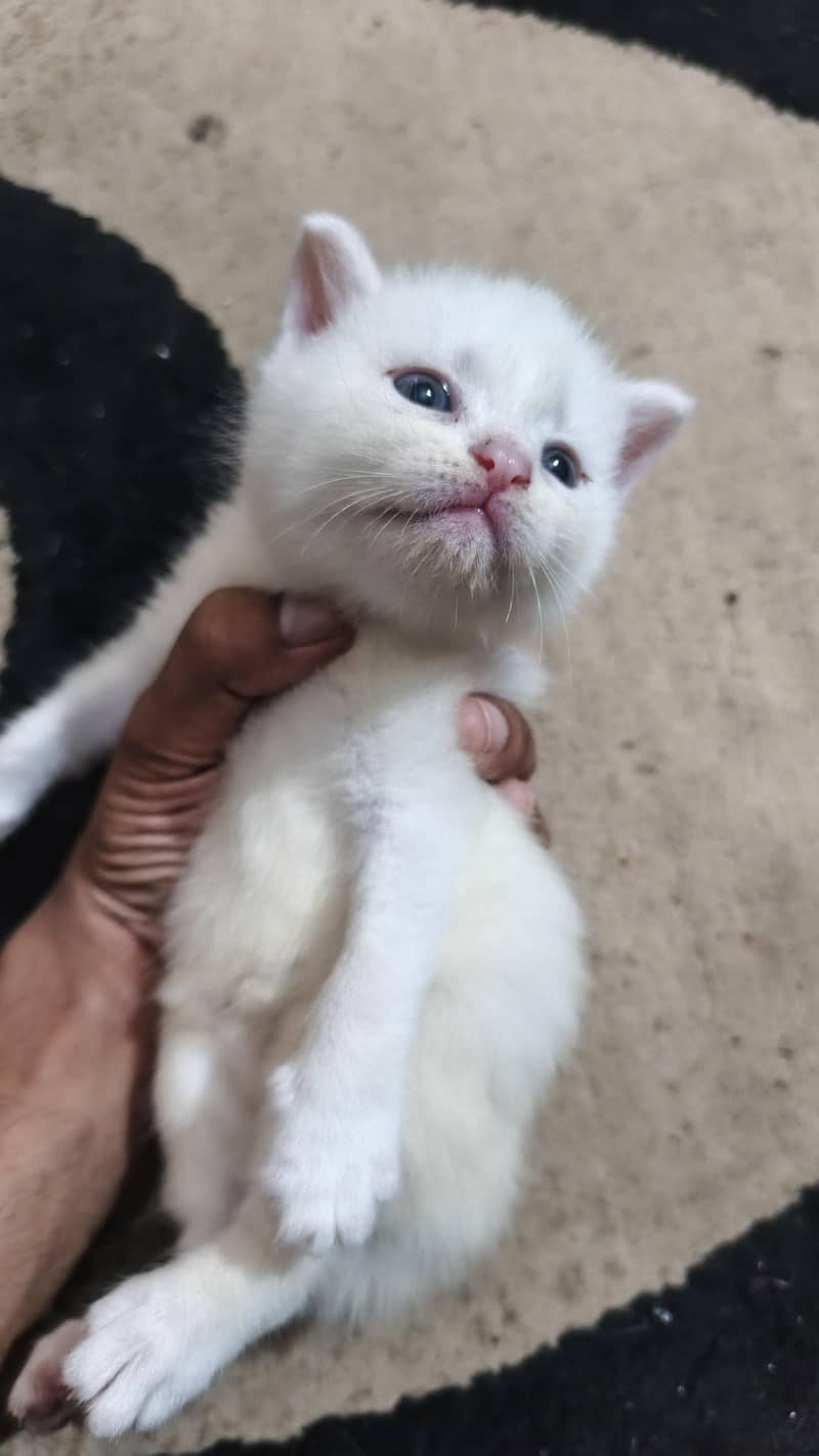 Persian cat with 3 baby 4