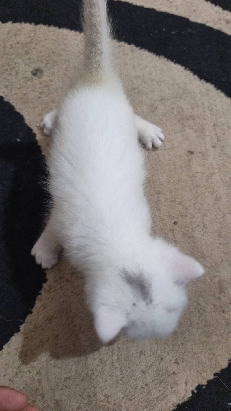 Persian cat with 3 baby 5
