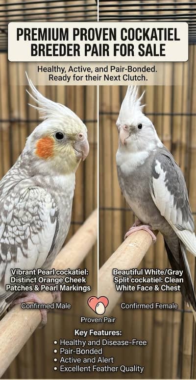 For Sale: Beautiful Cockatiel Pair.