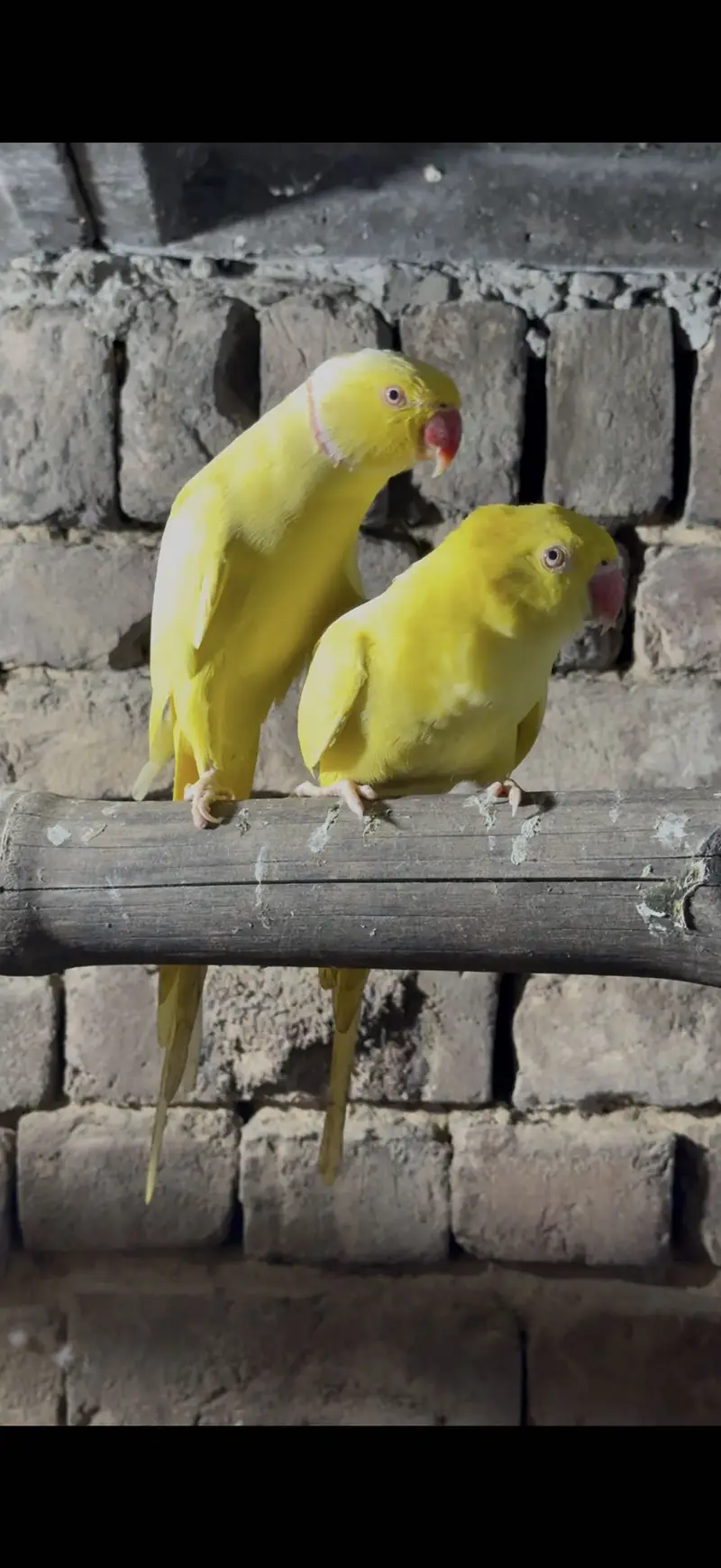 Breeder pair video available — photo 2