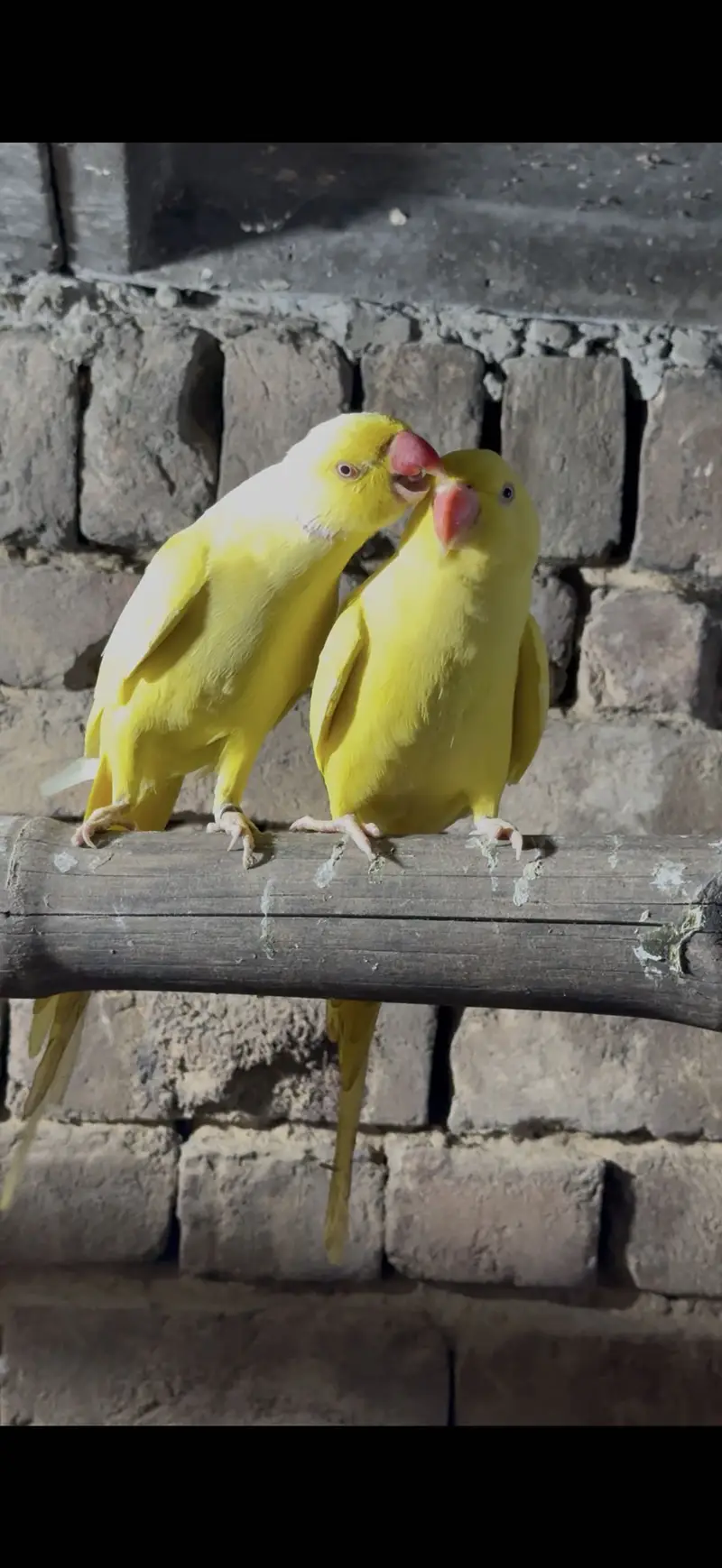 Breeder pair video available — photo 3