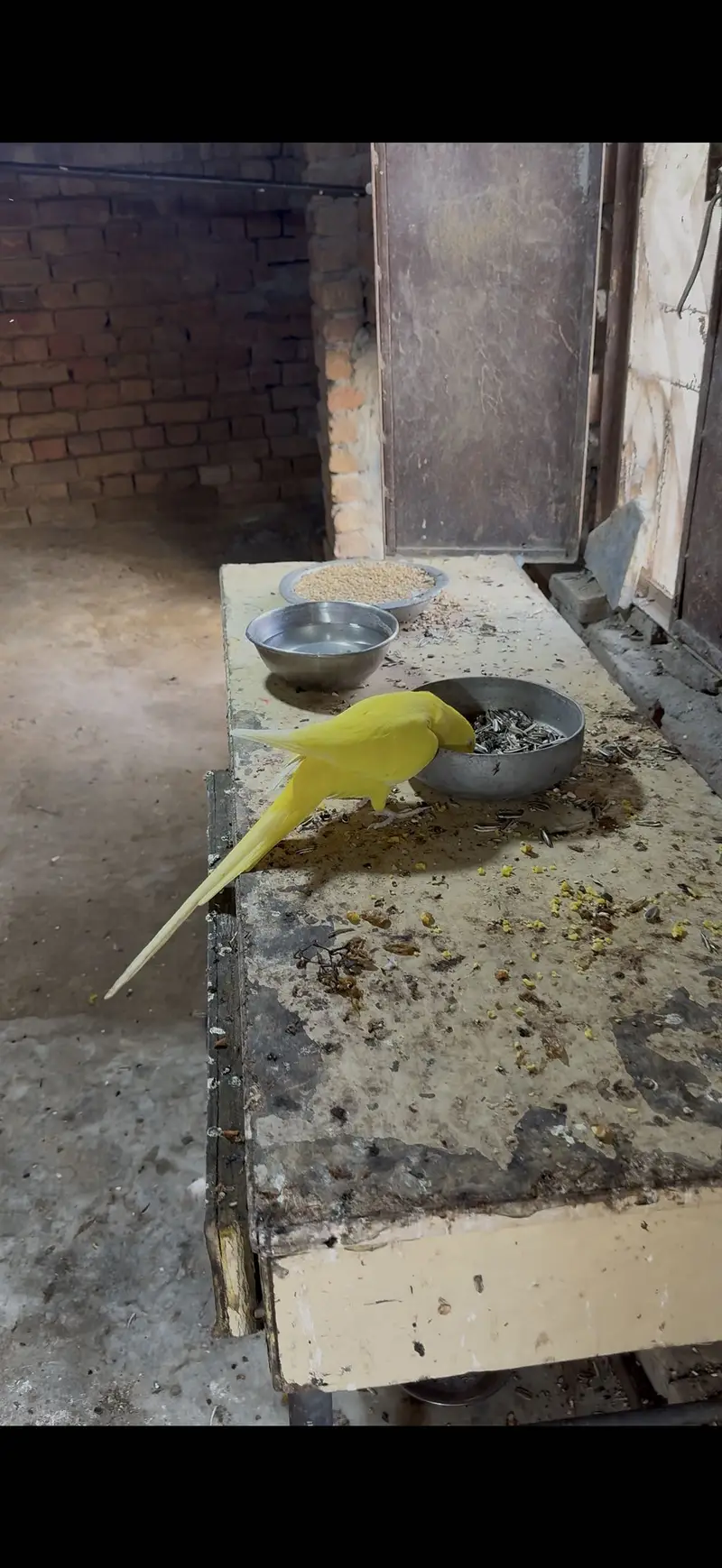 Breeder pair video available — photo 4