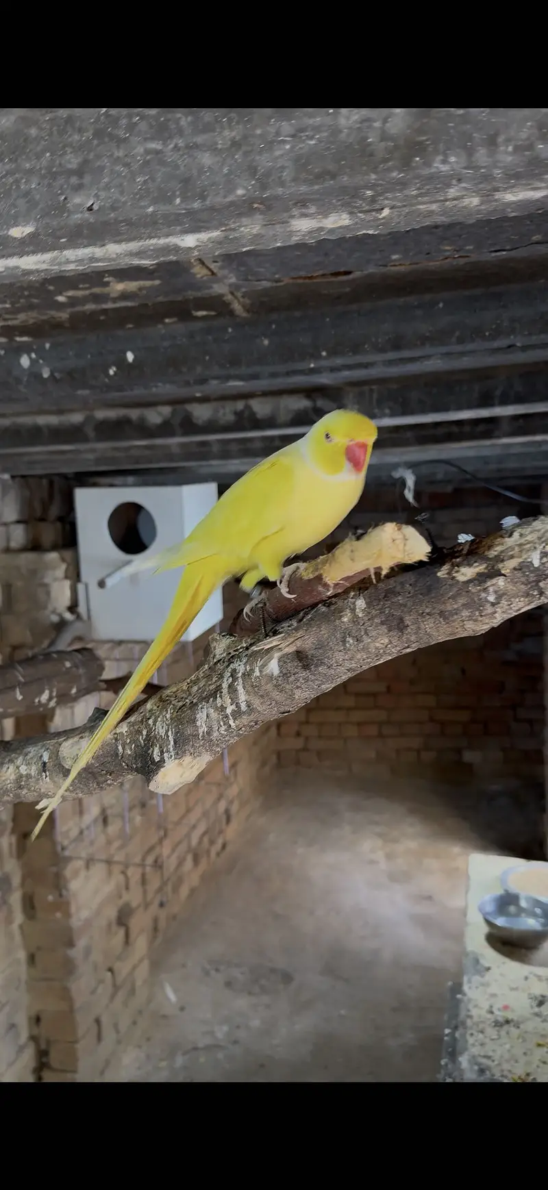 Breeder pair video available — photo 6