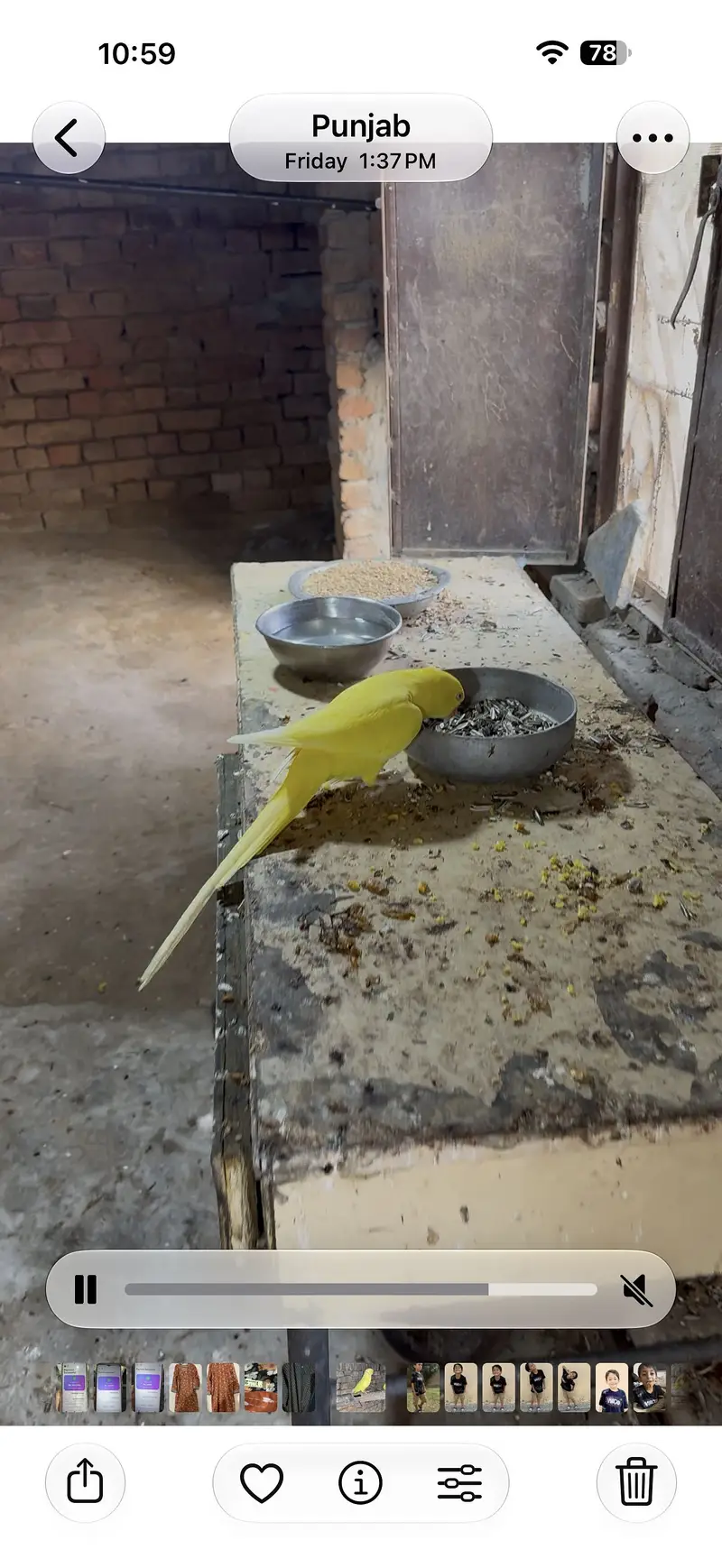 Breeder pair video available — photo 7