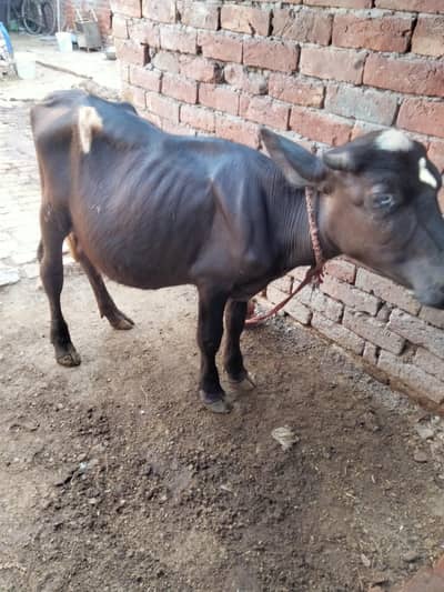 katti for sale