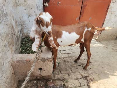 desi bakri