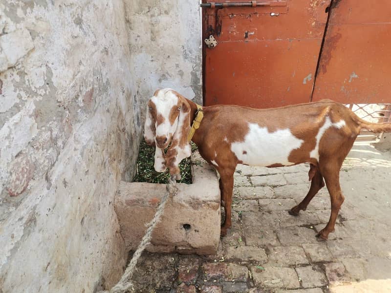 desi bakri 1