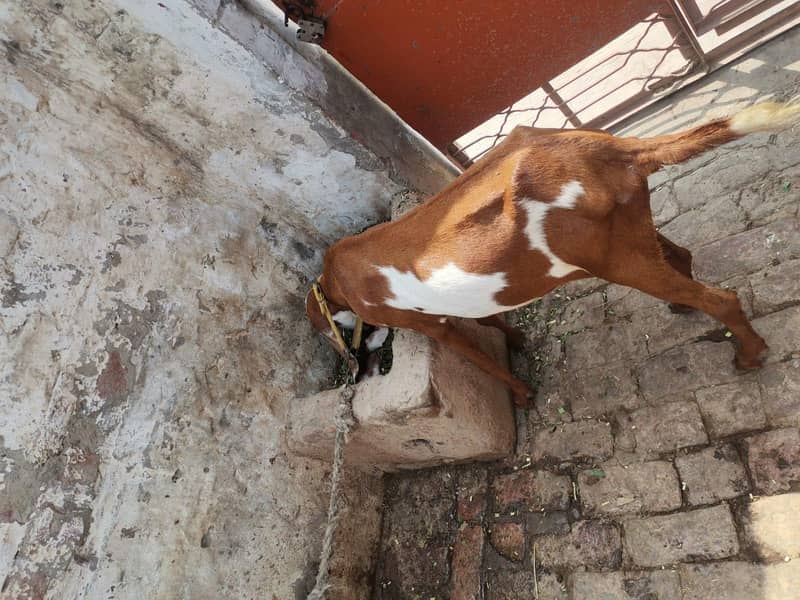 desi bakri 2