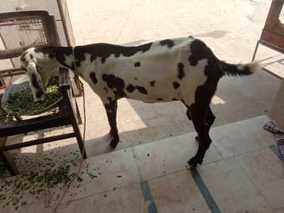 Sahiwali Beetal Lal dabbi