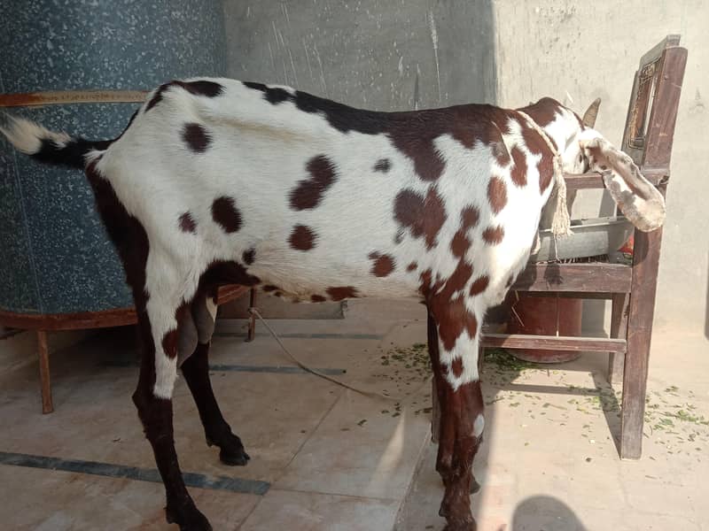 Sahiwali Beetal Lal dabbi 2
