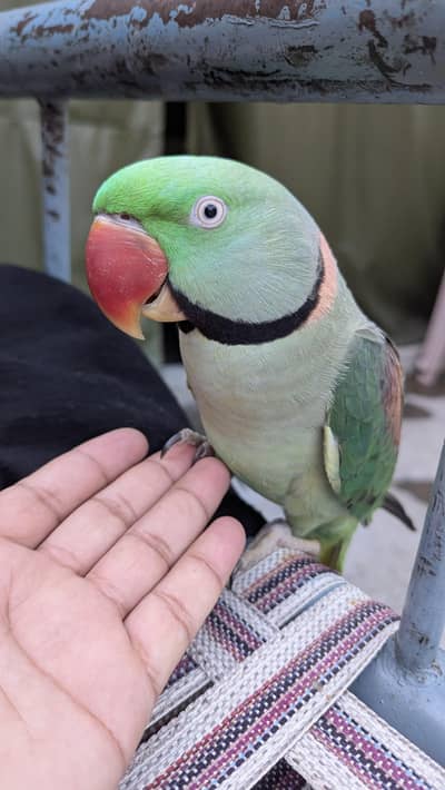 PARROT Fully Hand tamed