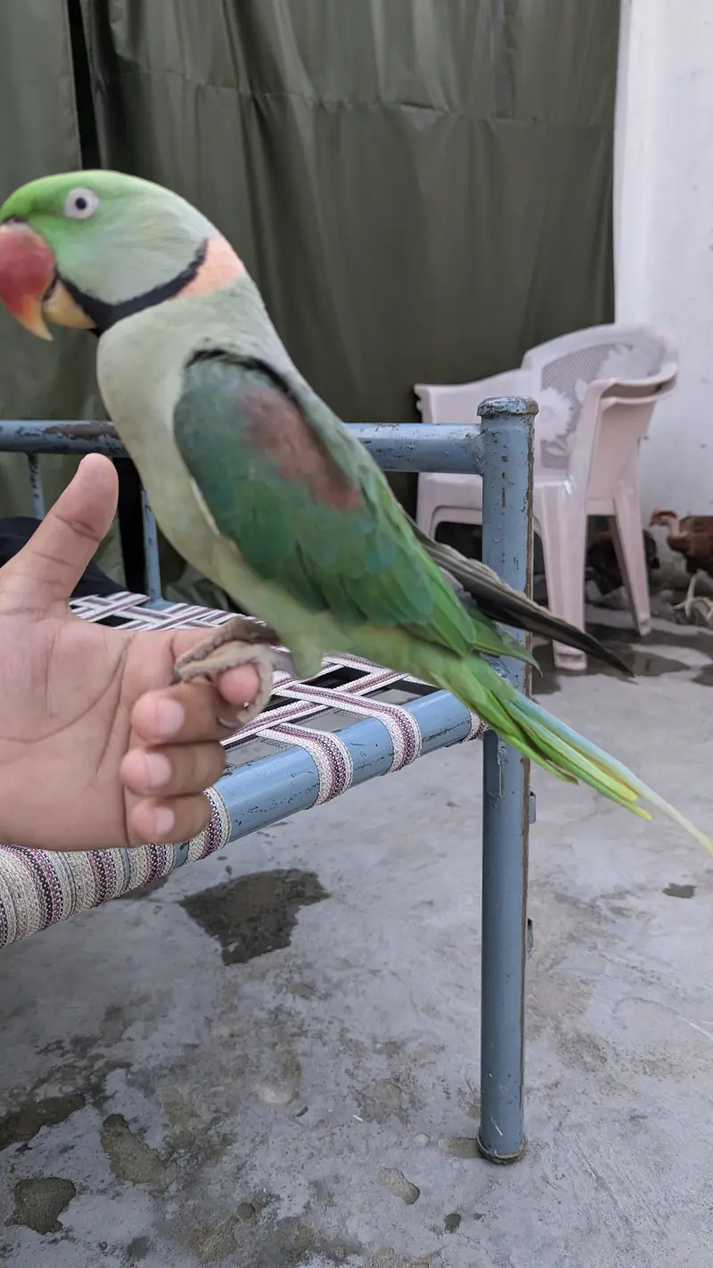 PARROT Fully Hand tamed — photo 2