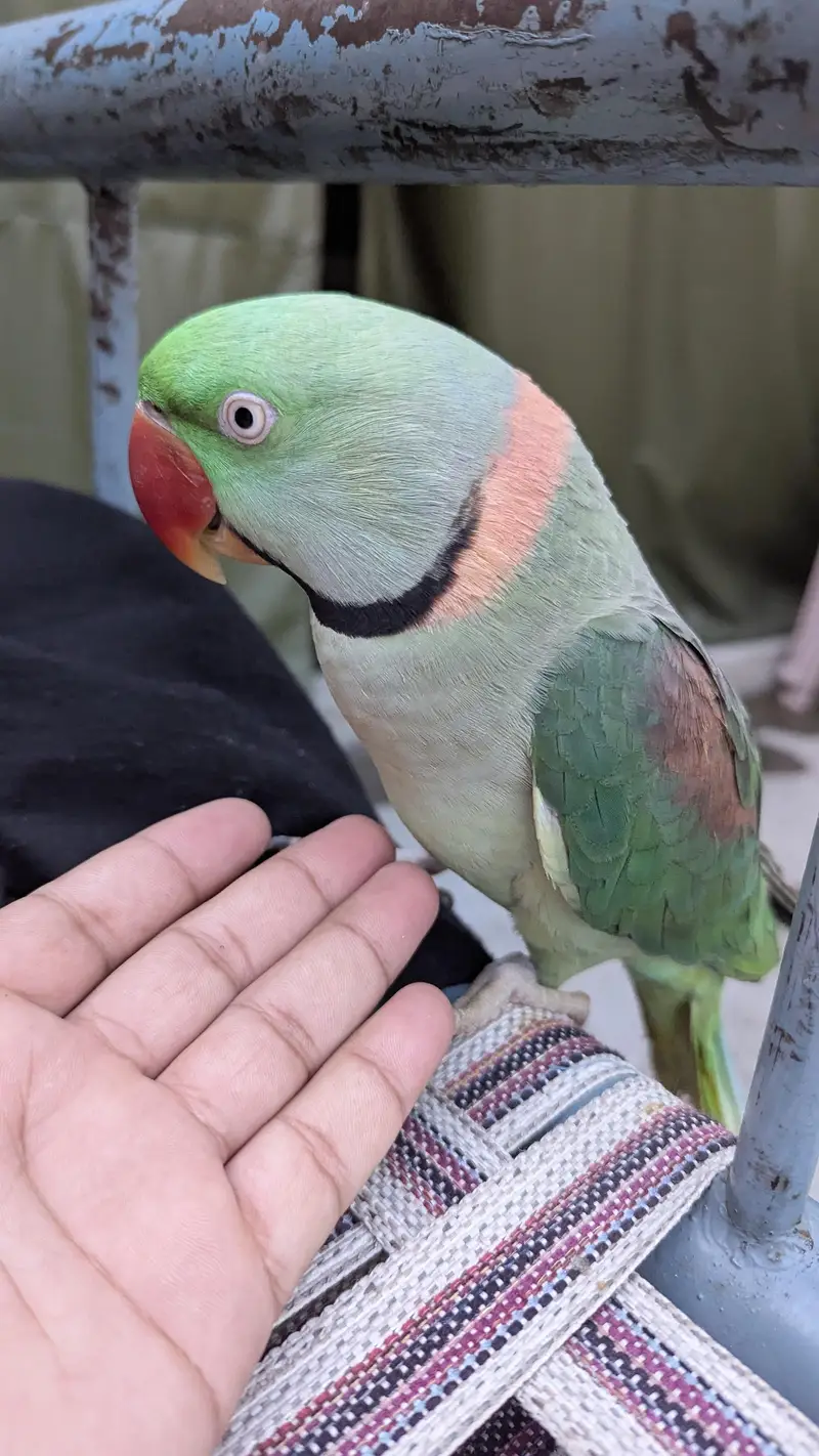PARROT Fully Hand tamed — photo 3