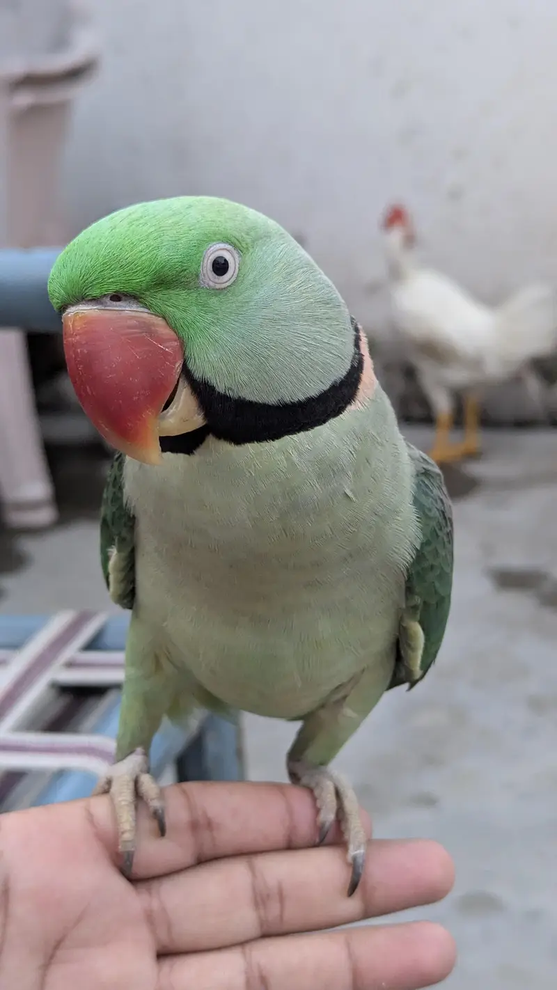 PARROT Fully Hand tamed — photo 4