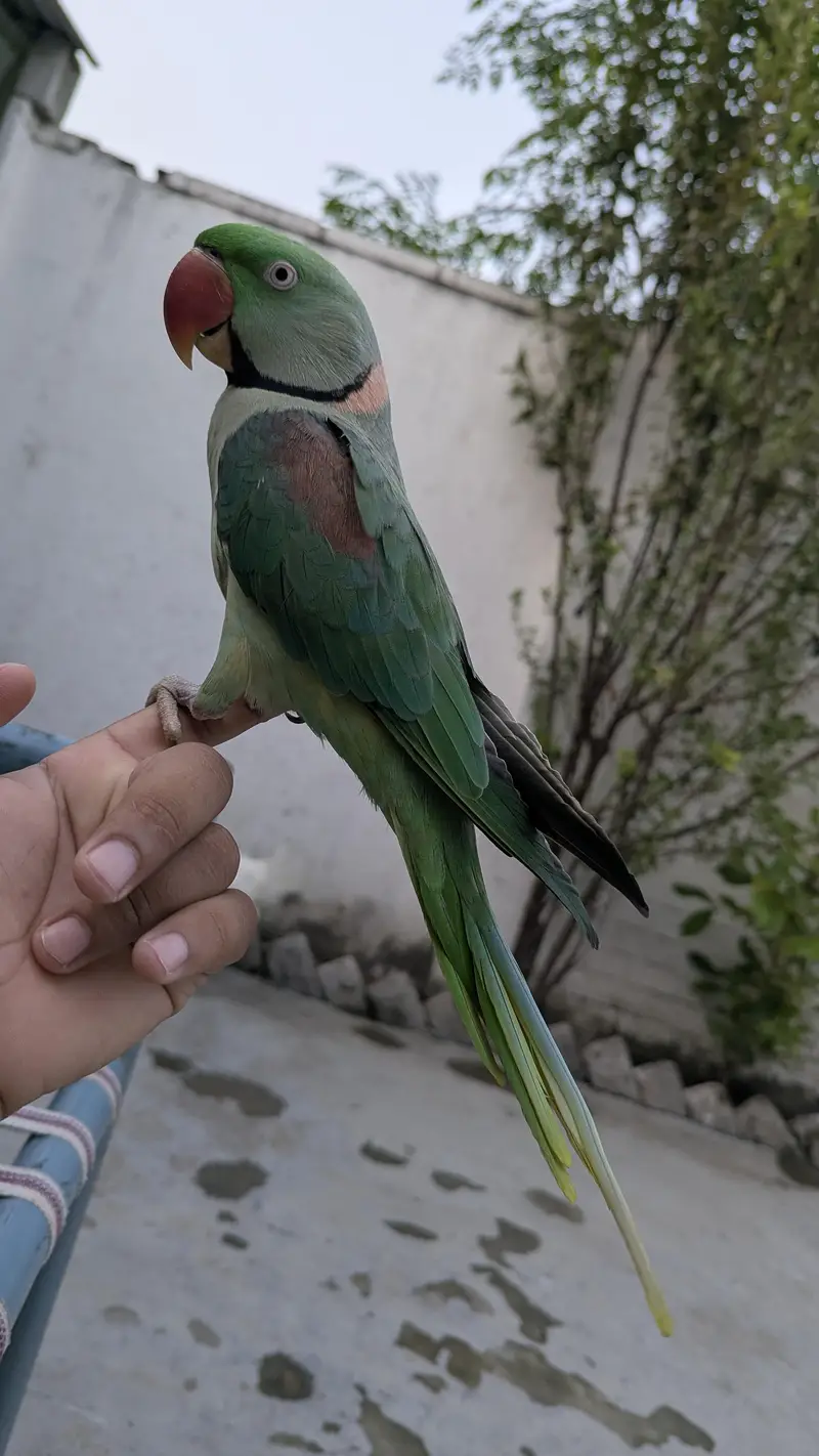 PARROT Fully Hand tamed — photo 5