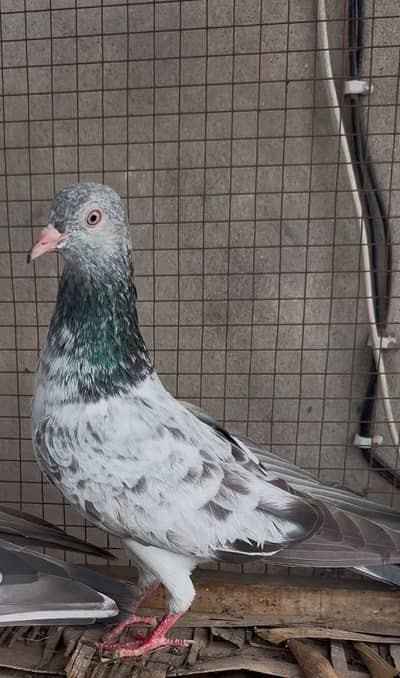 Original imam din piegon