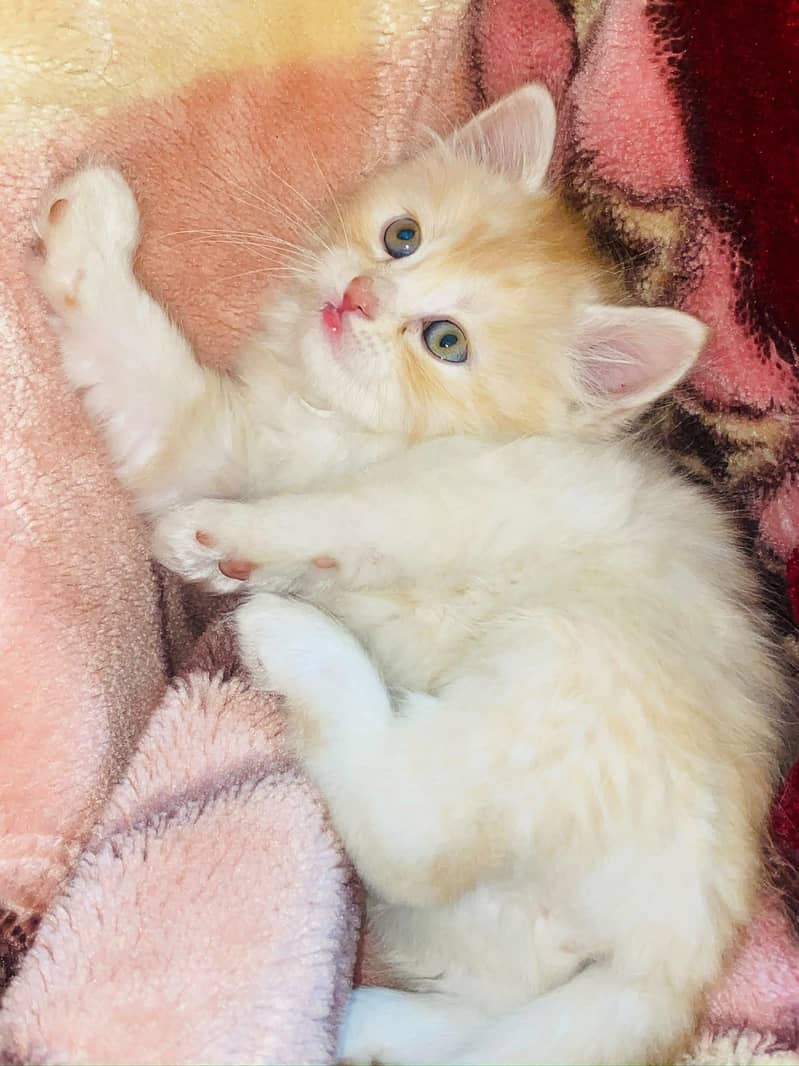 kittens 0