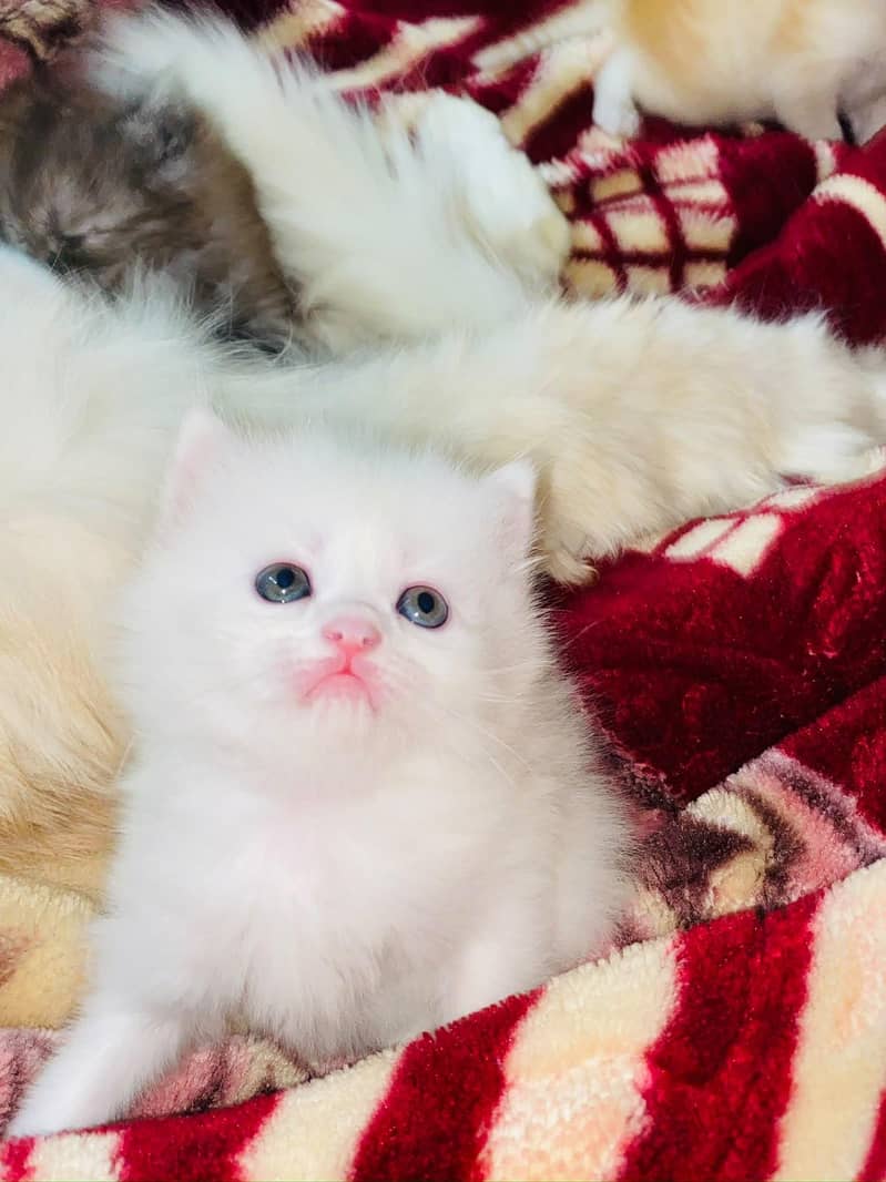 kittens 1