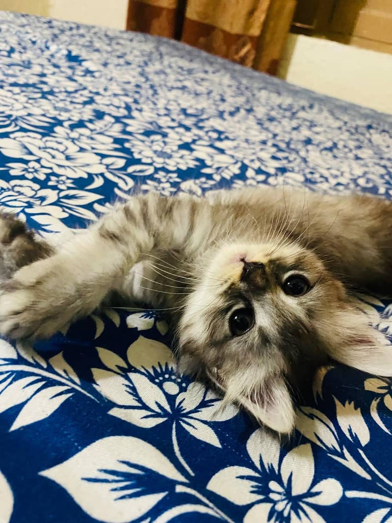kittens 2