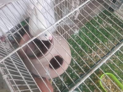 Lovebird
