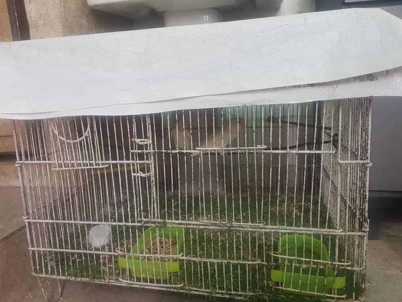 Lovebird 2