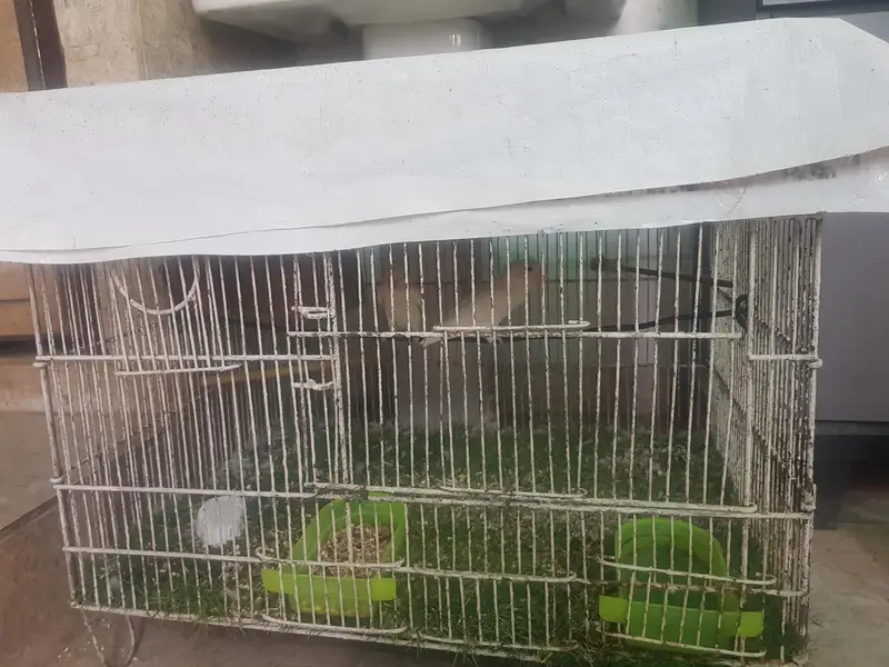 Lovebird — photo 3