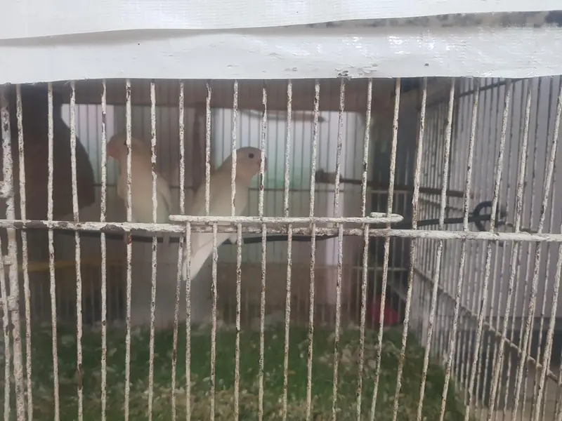 Lovebird — photo 4