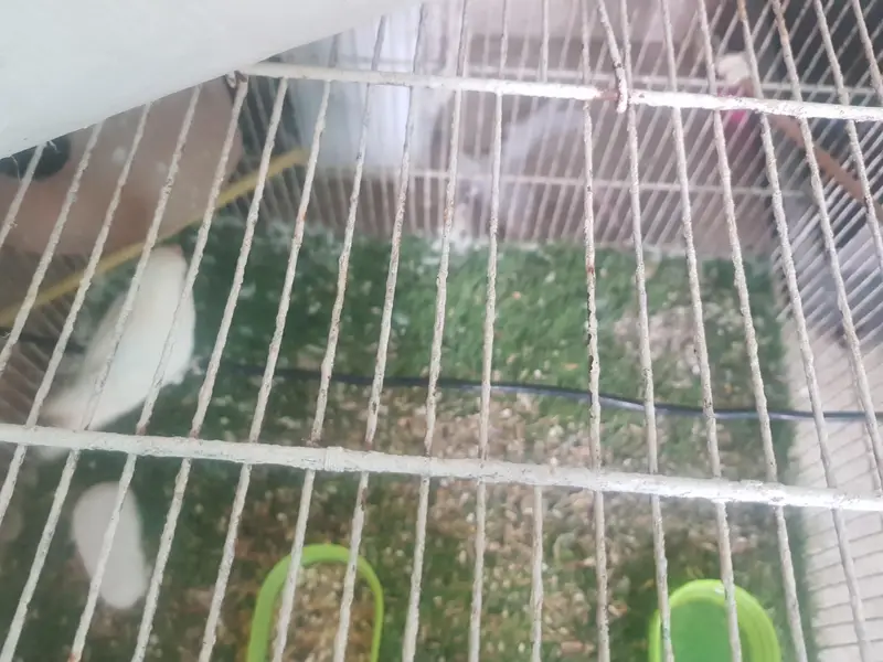 Lovebird — photo 5