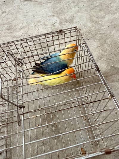 Parblue Opline Male with Creamino DNA female Active Birds