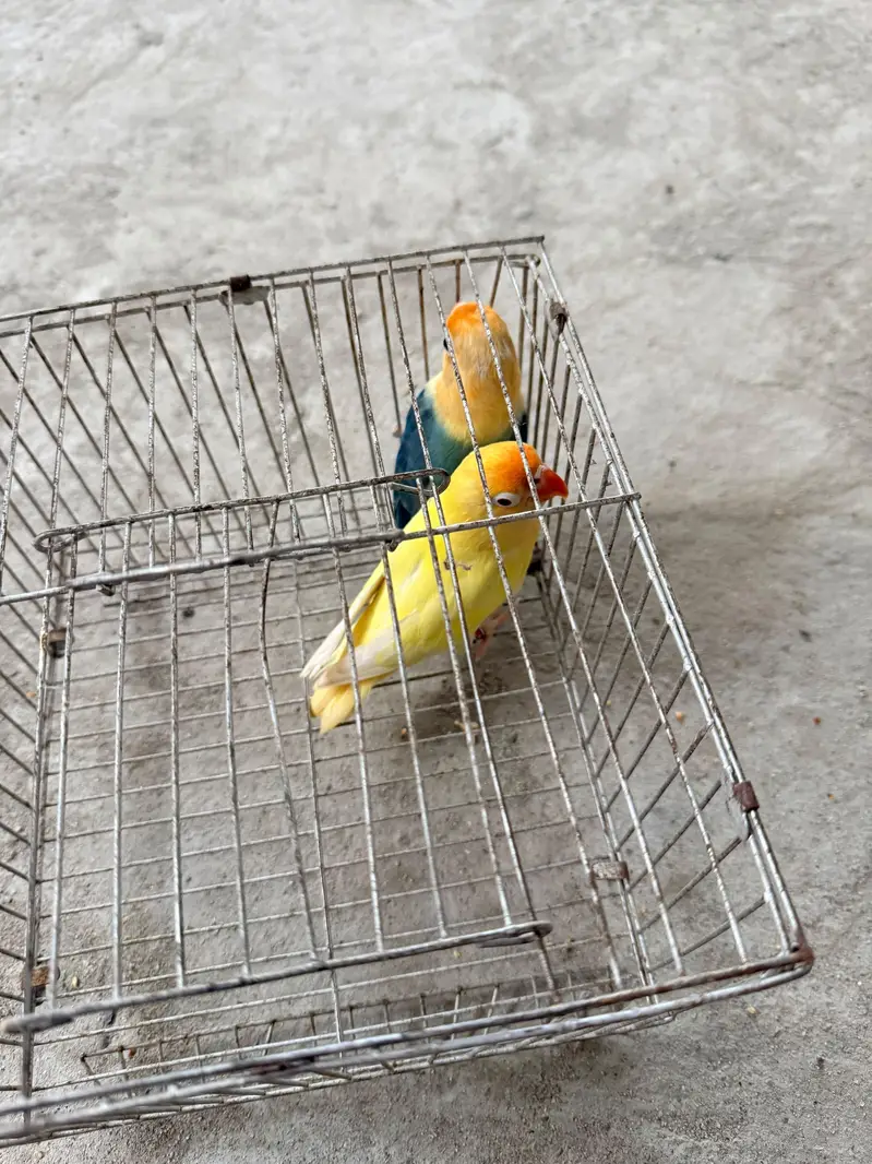 Parblue Opline Male with Creamino DNA female Active Birds — photo 2