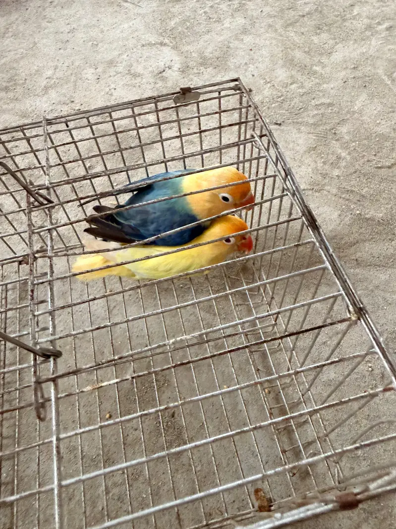 Parblue Opline Male with Creamino DNA female Active Birds — photo 3