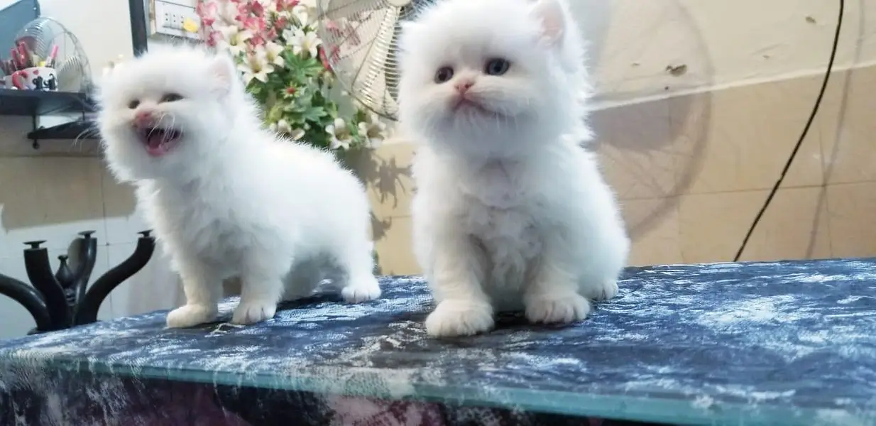 Little Royals — Premium Persian Kittens Available