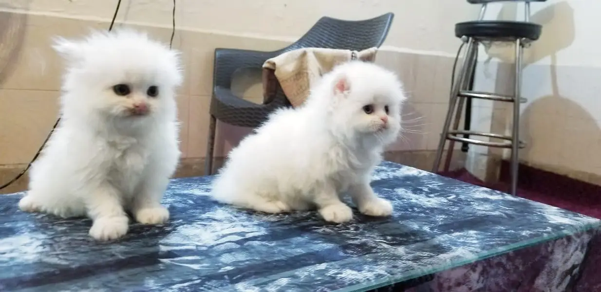 Little Royals — Premium Persian Kittens Available — photo 2