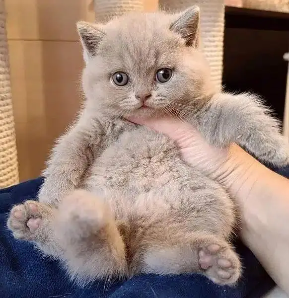 Little Royals — Premium Persian Kittens Available — photo 3