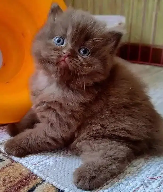 Little Royals — Premium Persian Kittens Available — photo 4
