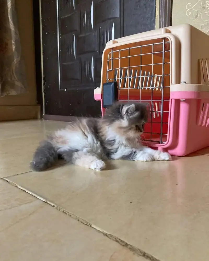 Little Royals — Premium Persian Kittens Available — photo 5