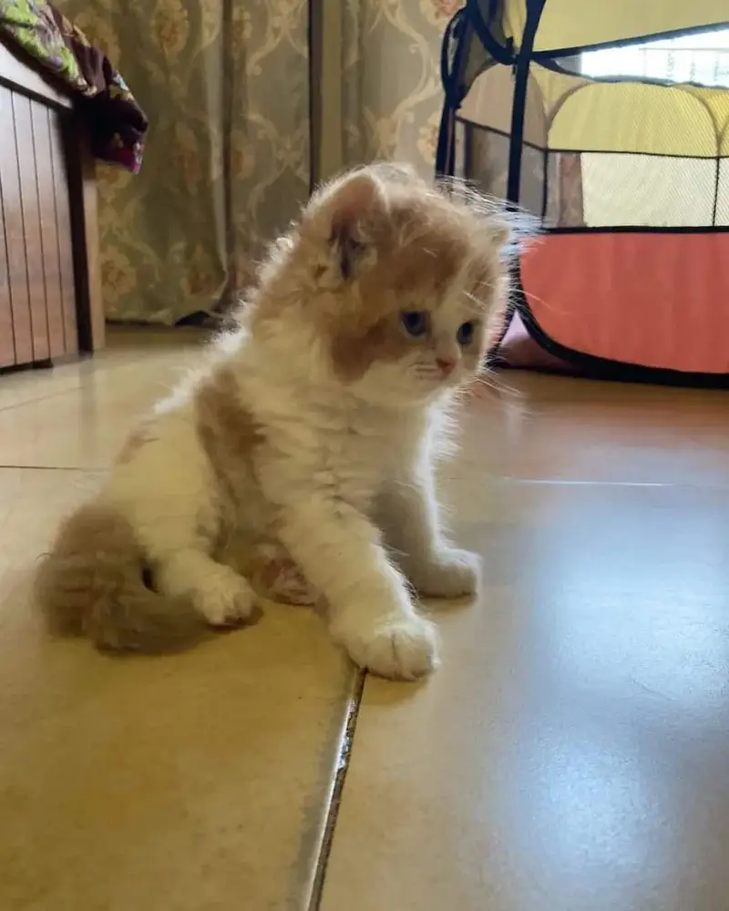Little Royals — Premium Persian Kittens Available — photo 6