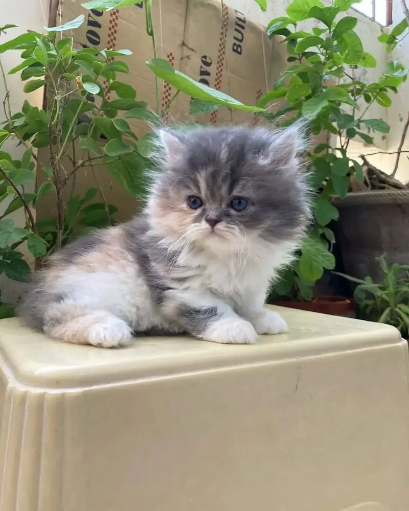 Little Royals — Premium Persian Kittens Available — photo 7