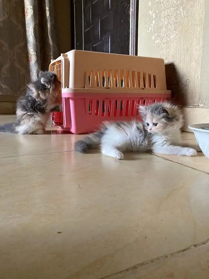 Little Royals — Premium Persian Kittens Available — photo 8