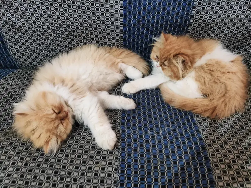 Little Royals — Premium Persian Kittens Available — photo 9