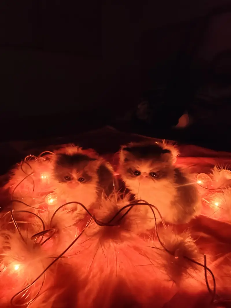 Little Royals — Premium Persian Kittens Available — photo 10
