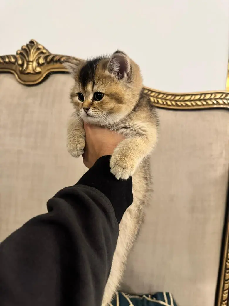 Little Royals — Premium Persian Kittens Available — photo 11