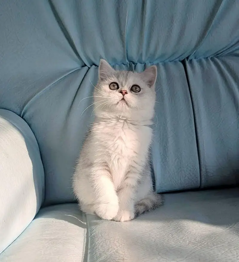 Little Royals — Premium Persian Kittens Available — photo 12