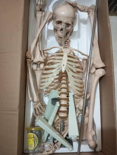 medical skeleton