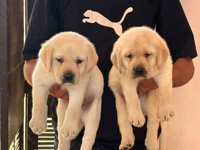 Labrador Puppies for Sale