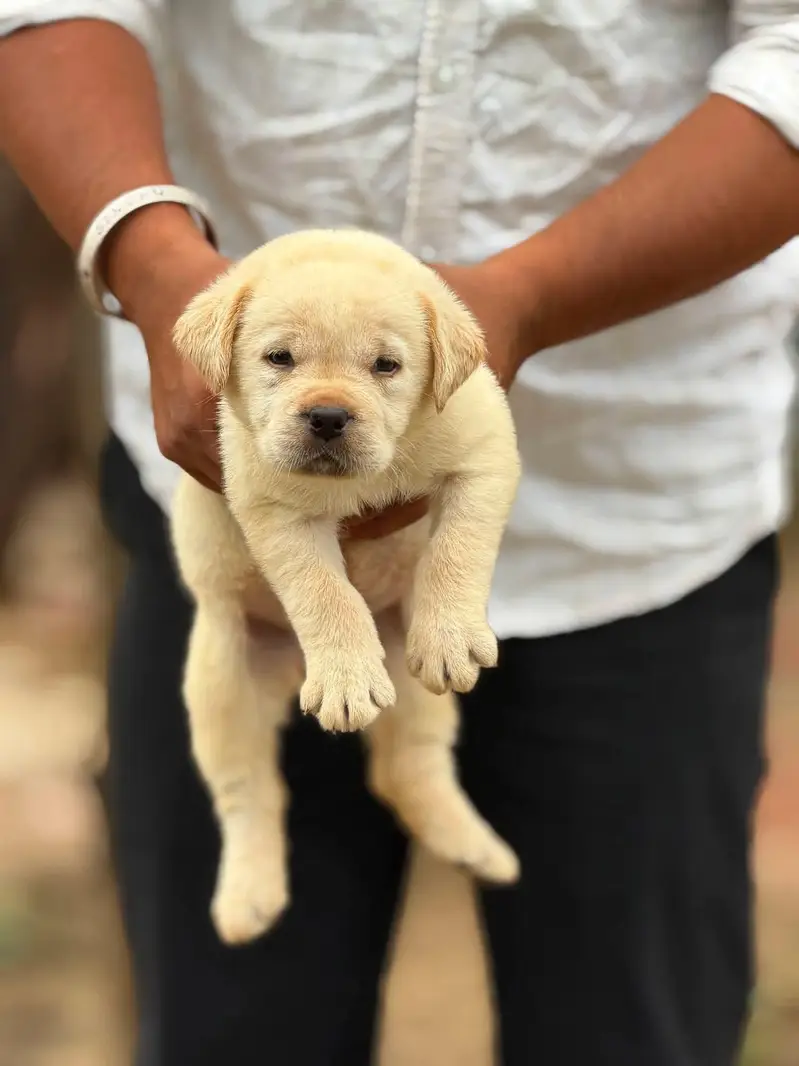 Labrador Puppies for Sale — photo 3
