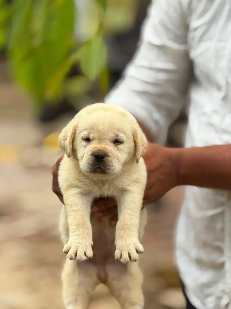 Labrador Puppies for Sale — photo 5